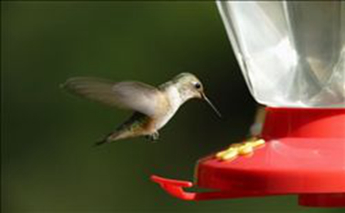 小鸟在喂鸟器上吃东西